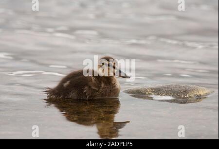 Stockente, Anas platyrhynchos, Single Entlein schwimmen auf dem Wasser. Lochindorb, Schottland, Großbritannien. Stockfoto