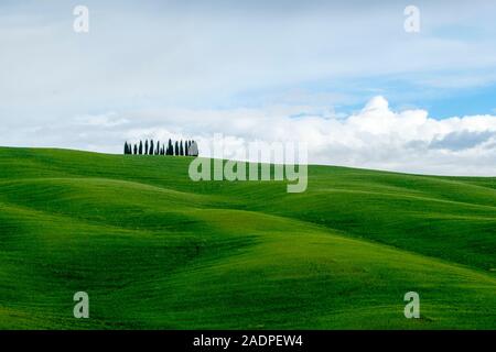 Toskanische Landschaft, sanfte Hügel mit Weizenfeldern und Zypressen, in der Nähe von San Quirico d'Orcia, Val d'Orcia, Toskana, Italien, Europa. Stockfoto