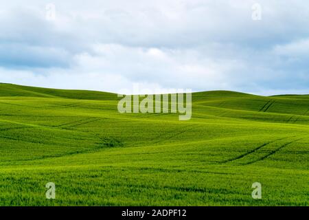 Toskanische Landschaft, sanfte Hügel und Weizen Felder in der Nähe von San Quirico d'Orcia, Val d'Orcia, Toskana, Italien, Europa. Stockfoto