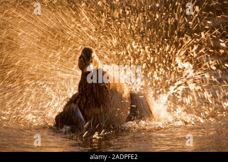 Stockente, Anas platyrhynchos, alleinstehenden Frauen baden im Teich, Essex, Großbritannien. Stockfoto