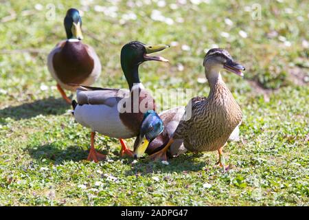 Stockente, Anas platyrhynchos, drei erwachsene Männer jagen weiblich. Arundel, West Sussex, UK. Stockfoto