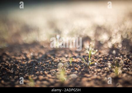 Frisches Grün frühling gras mit Tropfen Tau close-up mit der Sonne vor dem Hintergrund der natürlichen defokussierten Licht der Natur bokeh, Rasen Gras Stockfoto