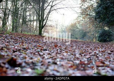 Erdgeschoss Blick auf den Park, mit braunen Blätter und Bäume Stockfoto