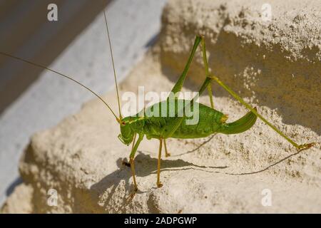 Punktierte Zartschrecke (Leptophyes punctatissima), Weibchen/gefleckt Bush Cricket, Weiblich Stockfoto