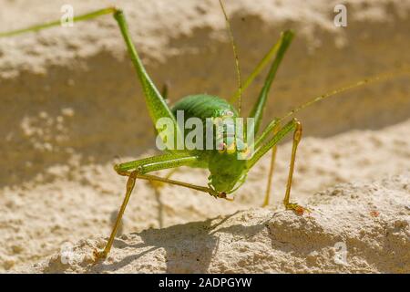 Punktierte Zartschrecke (Leptophyes punctatissima), Weibchen/gefleckt Bush Cricket, Weiblich Stockfoto