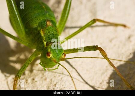 Punktierte Zartschrecke (Leptophyes punctatissima), Weibchen/gefleckt Bush Cricket, Weiblich Stockfoto