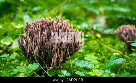 Brauner Korallenpilz, giftig/Braun coral Pilz, giftig Stockfoto