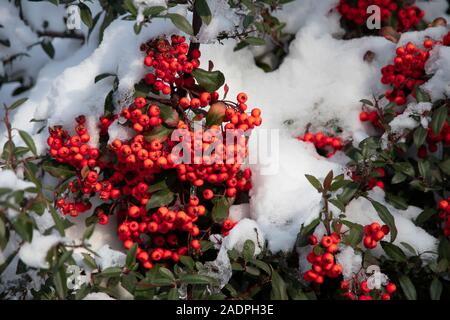Rote Beeren von weißdorn unter Schnee im Winter Forest. Gefrorene rote Beeren auf Zweige im Schnee während des Tages bedeckt bei sonnigem Wetter. Weihnachten und N Stockfoto