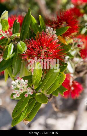 Eine vertikale, bis Bild des Pohutukawa Baum Blume, in der Coromandel Halbinsel von Neuseeland in der Nähe Stockfoto