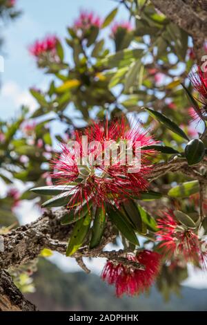 Eine vertikale, bis Bild des Pohutukawa Baum Blume, in der Coromandel Halbinsel von Neuseeland in der Nähe Stockfoto