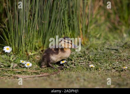 Stockente, Anas platyrhynchos, Single Entlein ruht auf Gras. Arundel, West Sussex, UK. Stockfoto