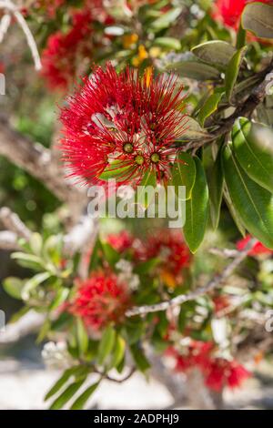 Eine vertikale, bis Bild des Pohutukawa Baum Blume, in der Coromandel Halbinsel von Neuseeland in der Nähe Stockfoto