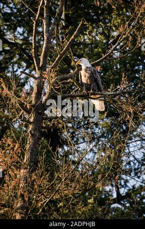 Weißkopfseeadler am Lake Coeur d'Alene Stockfoto