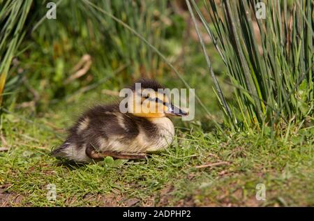 Stockente, Anas platyrhynchos, Single Entlein ruht auf Gras. Arundel, West Sussex, UK. Stockfoto