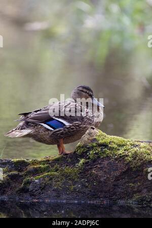 Stockente, Anas platyrhynchos, alleinstehenden Frauen ruht auf Moosigen anmelden. Minsmere, Suffolk, Großbritannien. Stockfoto