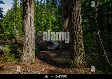 Fußgängerbrücke in den Wäldern Stockfoto