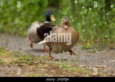 Stockente, Anas platyrhynchos, erwachsenen männlichen Jagen weiblich. Worcestershire, Großbritannien. Stockfoto