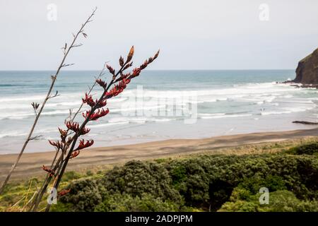 Bild an Bethells Beach, auf Aucklands Westküste, wobei der Schwerpunkt auf Strand Neuseelands Blumen. Stockfoto