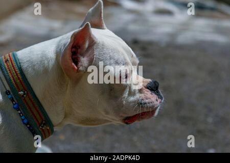 Dogo Argentino auf dem Boden liegend Stockfoto
