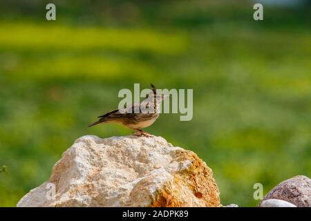 Galerida cristata thront auf Rock Stockfoto