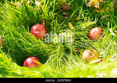 Äpfel unter apple tree. Reife äpfel fiel vom Baum bis zum Gras. Stockfoto