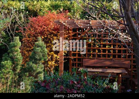 Berberitze im Herbst im Garten. In der Nähe des Pavillon Stockfoto