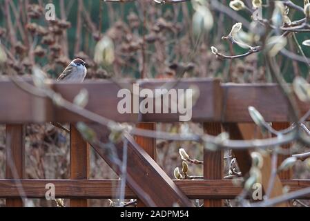 Die einsamen Sparrow friert auf dem Pavillon im Herbst Garten Stockfoto