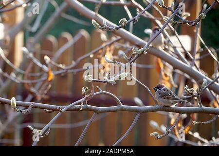 Spatz sitzt auf einem Zweig ohne Blätter im Herbst im Garten Stockfoto