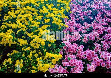 Rosa Fleece und Seizan gelb cascading Chrysanthemen sind in ein blumenbeet an Bellingrath Gardens angeordnet, November 24, 2019, Theodore, Alabama. Stockfoto