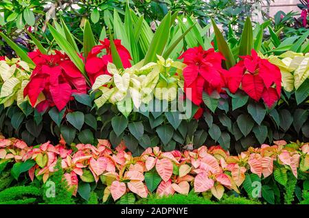 Eine Vielzahl von poinsettias in Rot, Lachs und hellgrünen sind im Gewächshaus an der Bellingrath Gardens angezeigt, November 24, 2019, Theodore, Alabama. Stockfoto