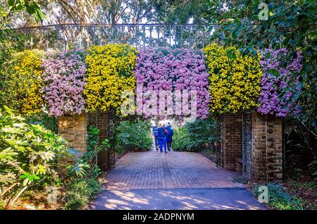 Rosa Fleece und Seizan gelb cascading Chrysanthemen hängen von einer Brücke an der Bellingrath Gardens, November 24, 2019, Theodore, Alabama. Stockfoto