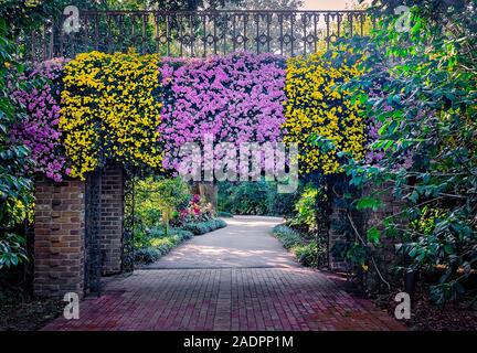 Rosa Fleece und Seizan gelb cascading Chrysanthemen hängen von einer Brücke an der Bellingrath Gardens, November 24, 2019, Theodore, Alabama. Stockfoto