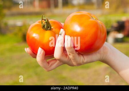 Mädchen hält zwei saftige rote Tomaten in der Hand, close-up Stockfoto