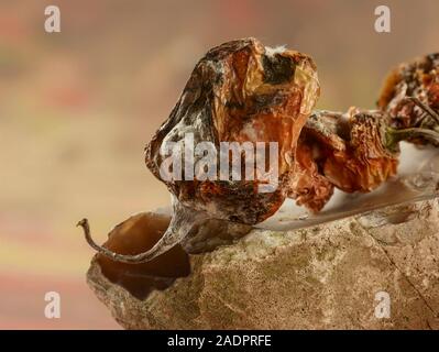 Getrocknete Scotch Bonnet peppers Still-life Food Fotografie Stockfoto