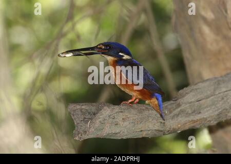 Azure Kingfisher fang Gambusia Fisch Stockfoto