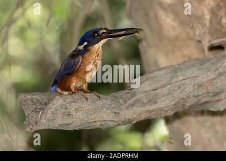 Azure Kingfisher fang Gambusia Fisch Stockfoto