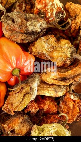 Getrocknete und frische Scotch Bonnet peppers noch Life Food Fotografie Stockfoto