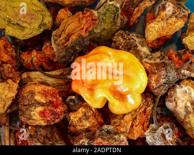 Getrocknete und frische Scotch Bonnet peppers noch Life Food Fotografie Stockfoto