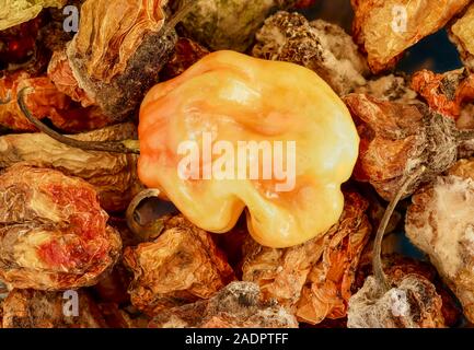 Getrocknete und frische Scotch Bonnet peppers noch Life Food Fotografie Stockfoto