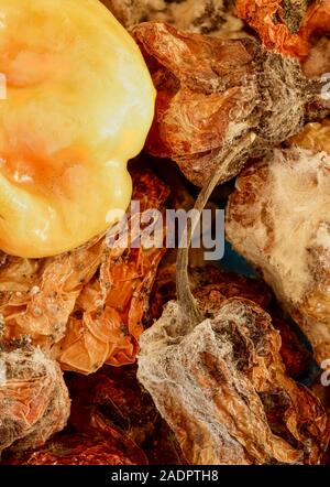 Getrocknete und frische Scotch Bonnet peppers noch Life Food Fotografie Stockfoto