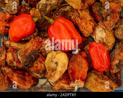 Getrocknete und frische Scotch Bonnet peppers noch Life Food Fotografie Stockfoto