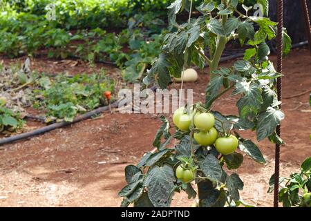 Eine Tomate mit grünen Früchten in einem Feld, in einer anderen Art des Ernteguts, das nächste Bewässerung Zahnfleisch zu Tropfen, den Hintergrund. Platz kopieren Stockfoto