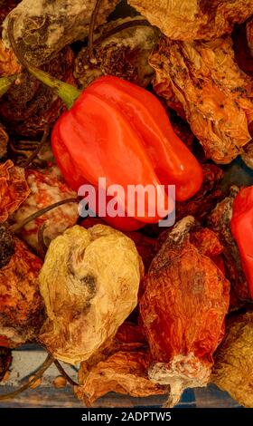 Getrocknete und frische Scotch Bonnet peppers noch Life Food Fotografie Stockfoto