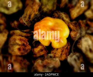 Getrocknete und frische Scotch Bonnet peppers noch Life Food Fotografie Stockfoto