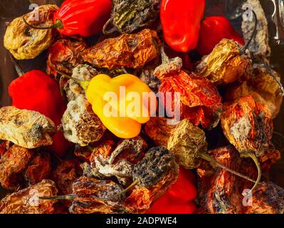 Getrocknete und frische Scotch Bonnet peppers noch Life Food Fotografie Stockfoto