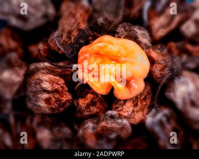 Getrocknete und frische Scotch Bonnet peppers noch Life Food Fotografie Stockfoto