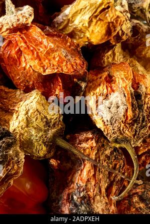 Getrocknete und frische Scotch Bonnet peppers noch Life Food Fotografie Stockfoto