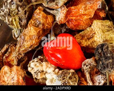 Getrocknete und frische Scotch Bonnet peppers noch Life Food Fotografie Stockfoto