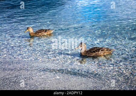 Enten in Lake Wanaka, Südinsel, Neuseeland Stockfoto
