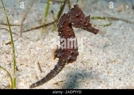 Kurz- snouted Seahorse, Hippocampus Hippocampus, Juvenile, Kas, Türkei, Mittelmeer, Atlantik Stockfoto